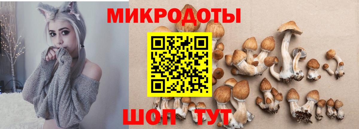 Псилоцибиновые грибы Psilocybine cubensis  Алапаевск 